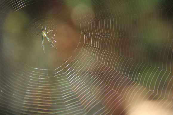 Spider In Web