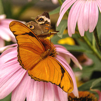 Butterflies Share Flower