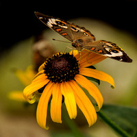Butterfly On Flower