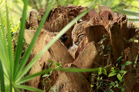 Bobcat Sleeping In Hollowed Out Palm Tree Trunk
