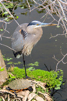 Blue Heron With Turtle