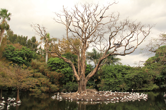 Vulture Tree