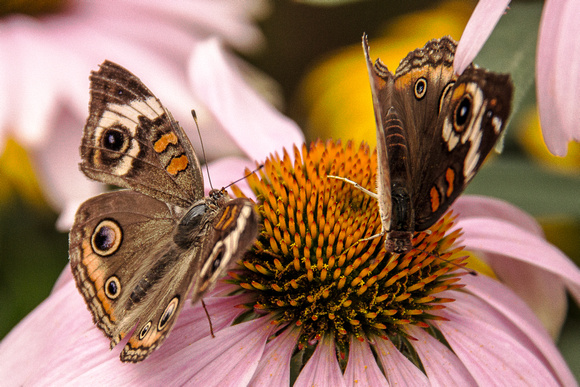 Butterflies Share A Flower