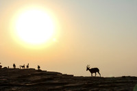 Ibex At Sunrise