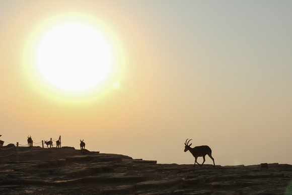Ibex At Sunrise