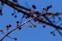 Maple Tree's First Buds of Spring
