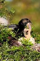Anhinga Feeding Chicks
