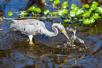 Blue Heron Hunting For Food