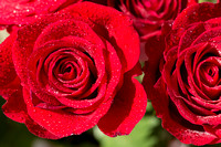 Red Roses For My Valentine